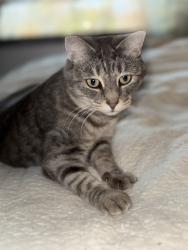 Lost Female Cat last seen Valley Stream neighborhood, E Front St at S East End Ave, Statesville, NC 28677