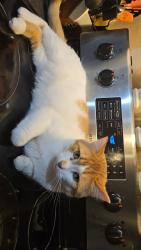 Reunited Male Cat last seen Shawnessy , Calgary, AB T2Y 2H4