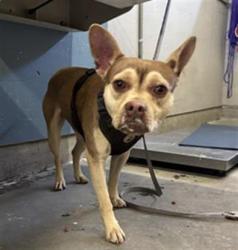 Shelter Stray Male Dog last seen , Camarillo, CA 93010