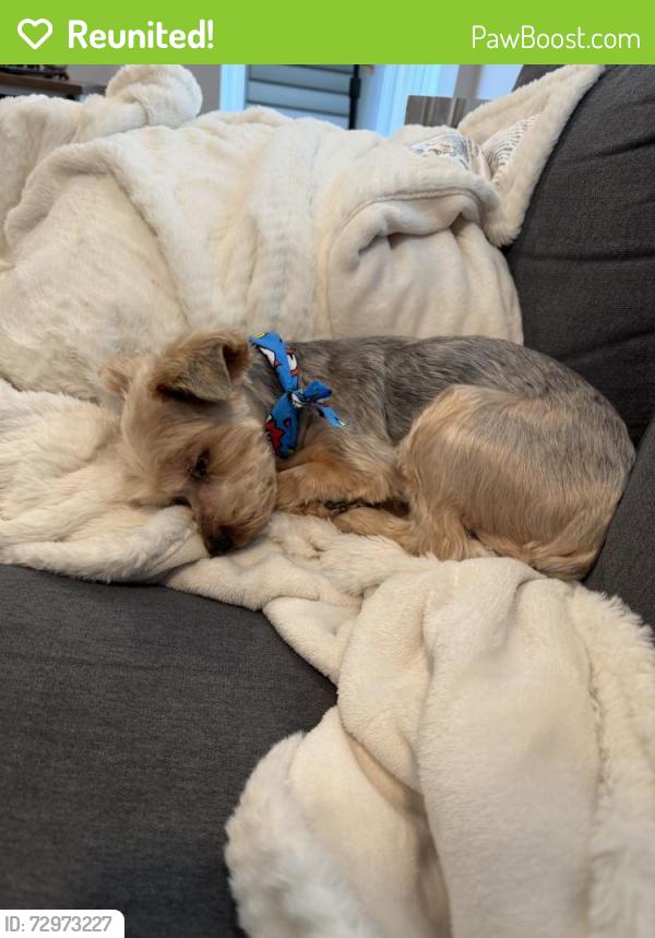 Reunited Male Dog last seen 32nd Pl NE, Auburn, WA 98002, USA, Auburn, WA 98002