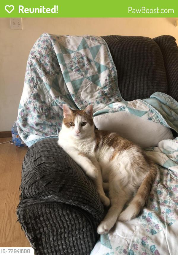 Reunited Male Cat last seen Royal oaks apmts and Rt 60, Huntington, WV 25705