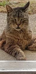 Lost Male Cat last seen 50th St. NE, Tacoma, WA 98422
