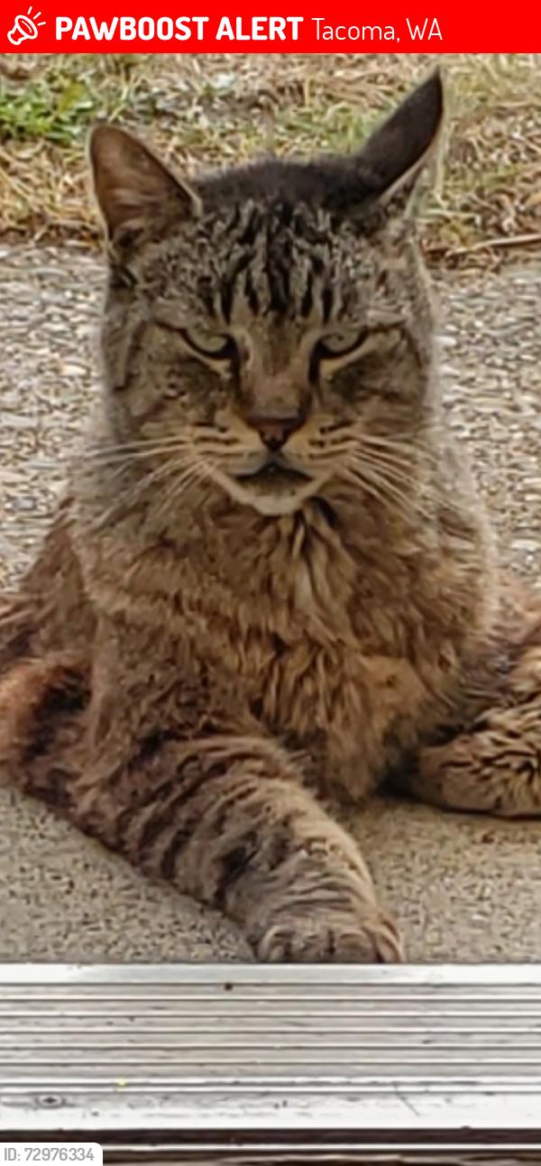 Lost Male Cat last seen 50th St. NE, Tacoma, WA 98422