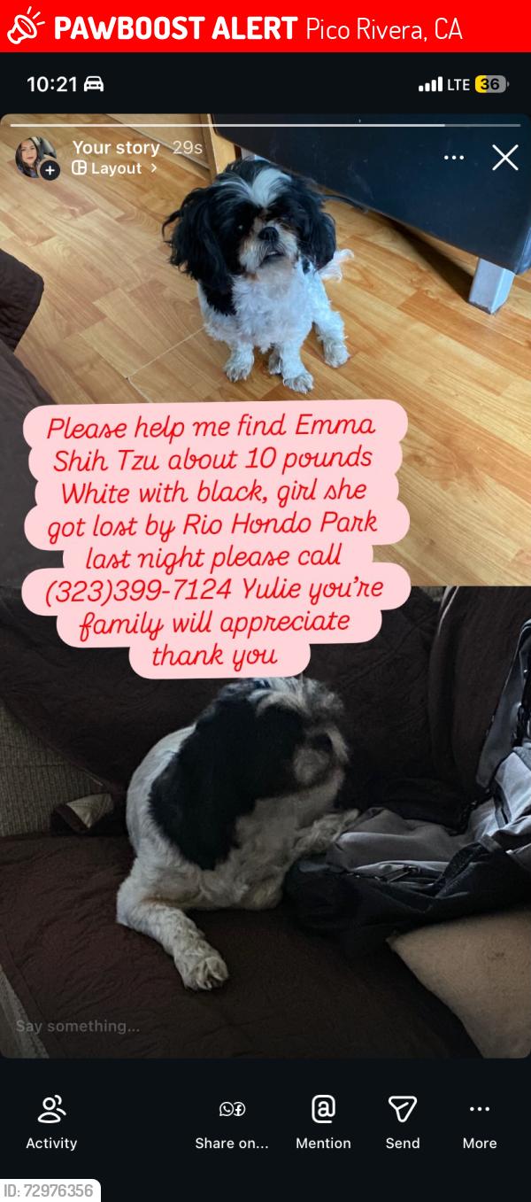 Lost Female Dog last seen Near San Luis Potosí in pico Rivera ca 90660, Pico Rivera, CA 90660