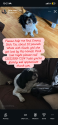 Lost Female Dog last seen Near San Luis Potosí in pico Rivera ca 90660, Pico Rivera, CA 90660
