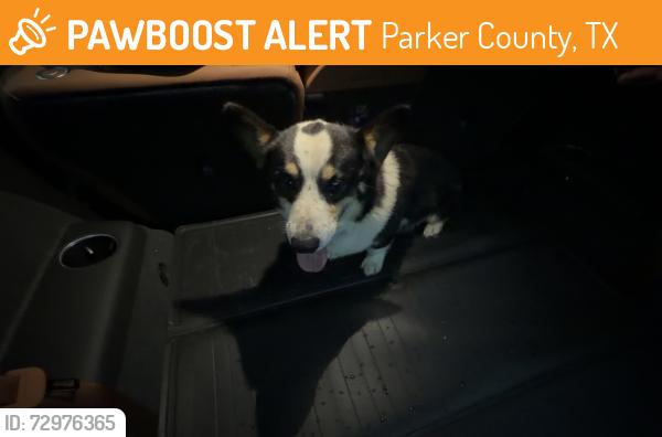 Surrendered Male Dog last seen Tucker Dr and Veal Station Rd, Parker County, TX 76085
