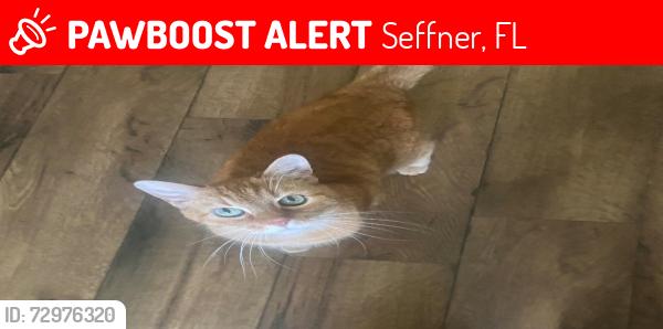 Lost Male Cat last seen In our backyard (9329 freedom hill) we believe he may have wandered anywhere in the surrounding area, Seffner, FL 33584