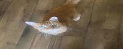 Lost Male Cat last seen In our backyard (9329 freedom hill) we believe he may have wandered anywhere in the surrounding area, Seffner, FL 33584