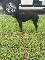 Found/Stray Unknown Dog last seen Ok, Houston, TX 77070