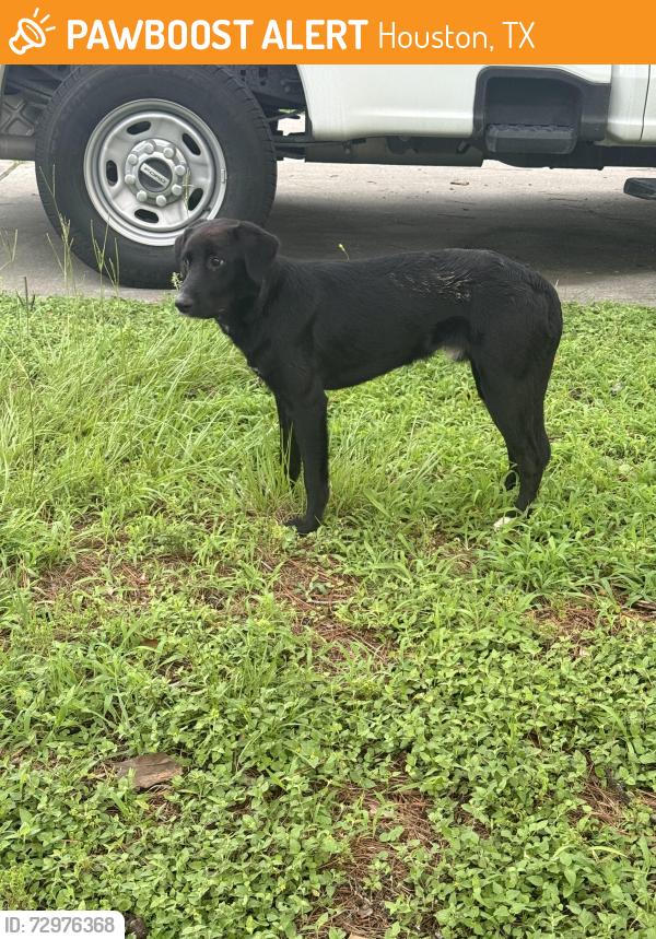 Found/Stray Unknown Dog last seen Ok, Houston, TX 77070