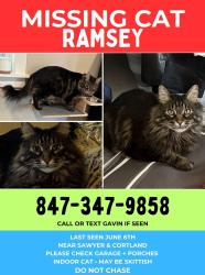 Reunited Male Cat last seen Sawyer and cortland, South Logan Square, Chicago, IL 60647