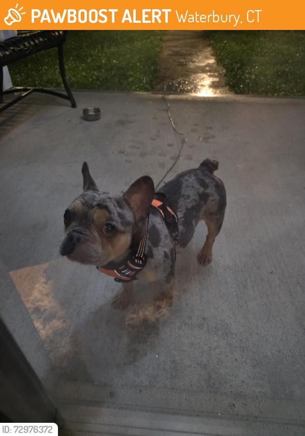 Found/Stray Female Dog last seen Willow and calumet, Waterbury, CT 06710
