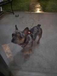 Found/Stray Female Dog last seen Willow and calumet, Waterbury, CT 06710