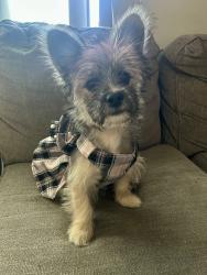 Lost Female Dog last seen Near N Avondale Blvd #108, Avondale, AZ 85323, Avondale, AZ 85323