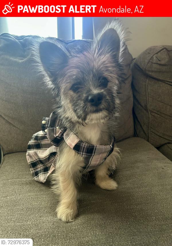 Lost Female Dog last seen Near N Avondale Blvd #108, Avondale, AZ 85323, Avondale, AZ 85323