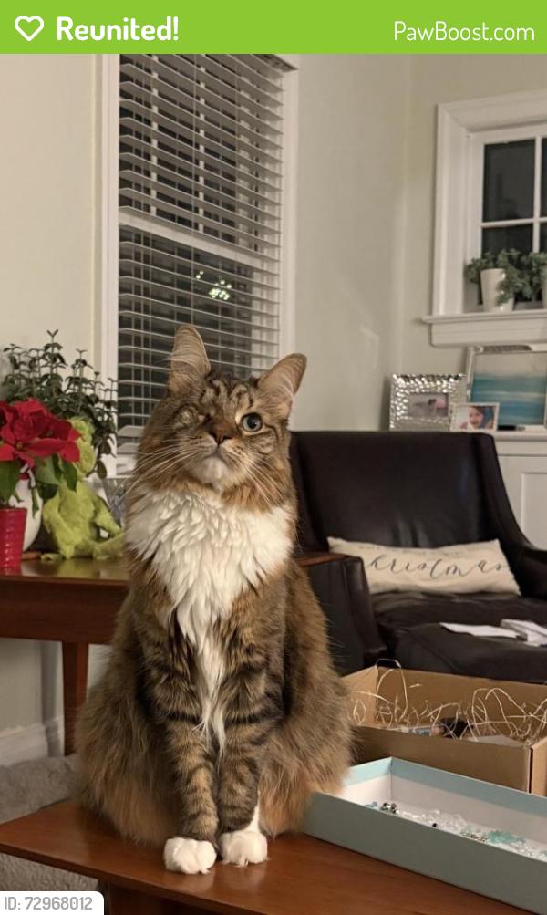 Reunited Female Cat last seen Lorraine St, Glen Ridge NJ, Glen Ridge, NJ 07028