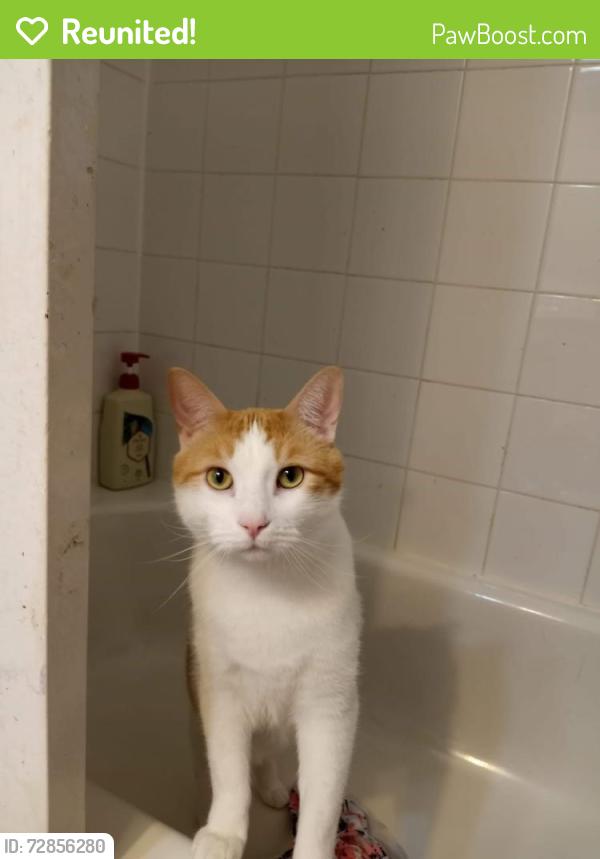 Reunited Male Cat last seen Marshall Rd and Ware St, Abbotsford, BC V2S 3C3