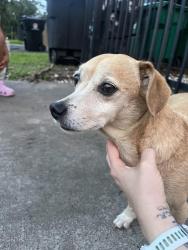 Found/Stray Male Dog last seen Broadmoor and Pearson, Houston, TX 77023