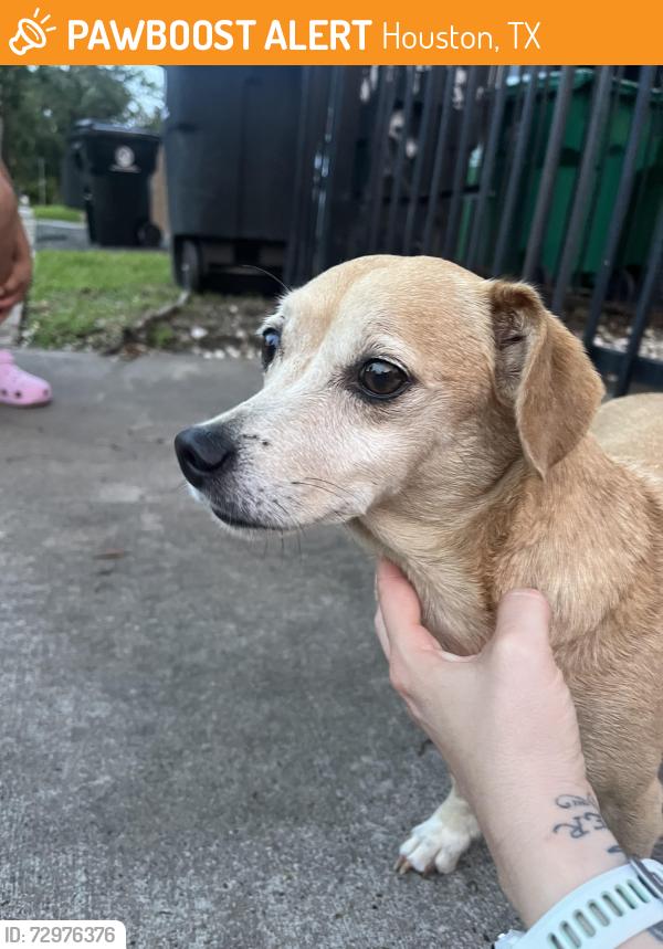 Found/Stray Male Dog last seen Broadmoor and Pearson, Houston, TX 77023