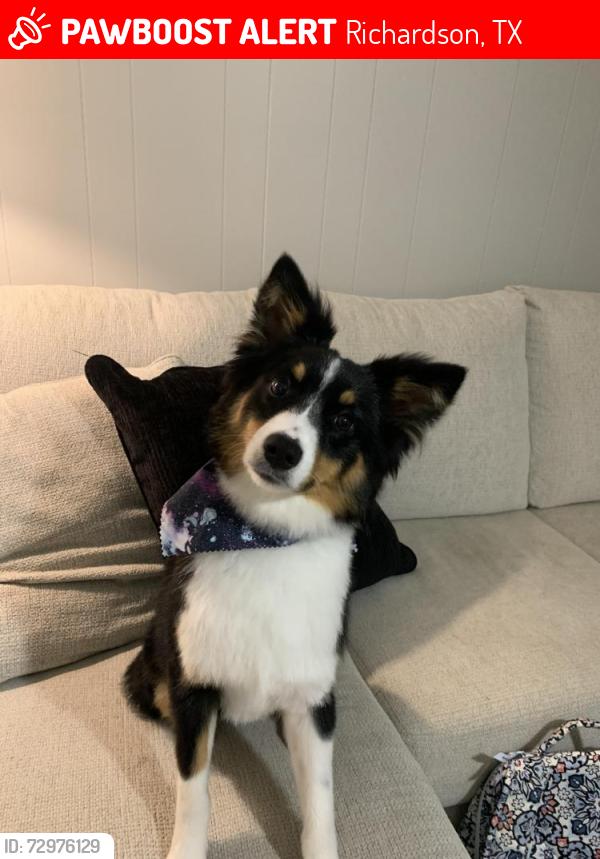 Lost Female Dog last seen Take Me Home Pet Rescue, Richardson, TX 75083
