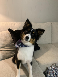 Lost Female Dog last seen Take Me Home Pet Rescue, Richardson, TX 75083