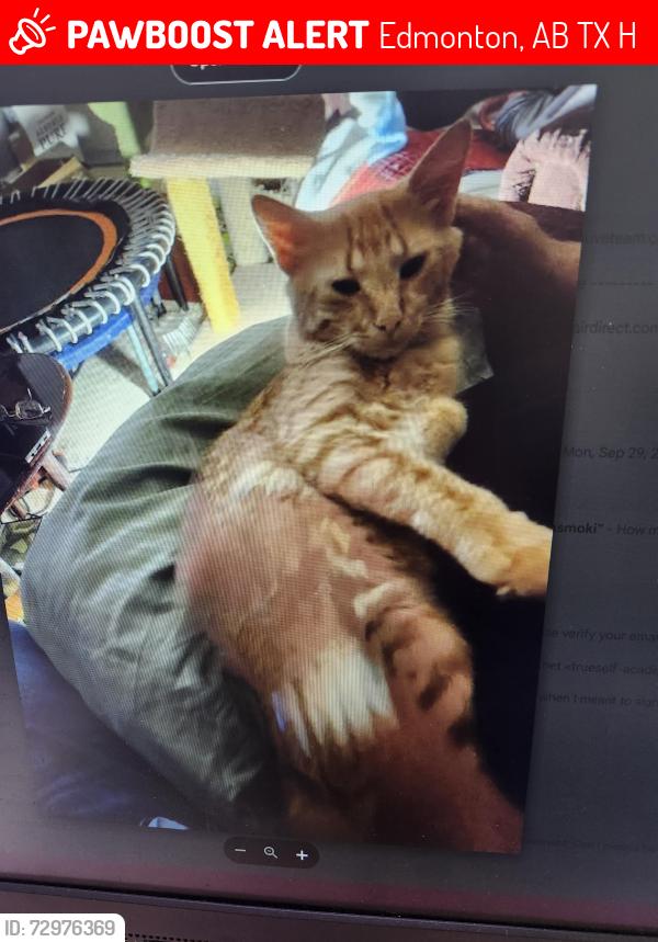 Lost Male Cat last seen Lake Beaumaris Sterling Road entrance area, Edmonton, AB T5X 5H2