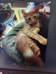 Lost Male Cat last seen Lake Beaumaris Sterling Road entrance area, Edmonton, AB T5X 5H2
