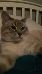 Reunited Male Cat last seen Kraft Street, North Hollywood, 91606 , Los Angeles, CA 91606