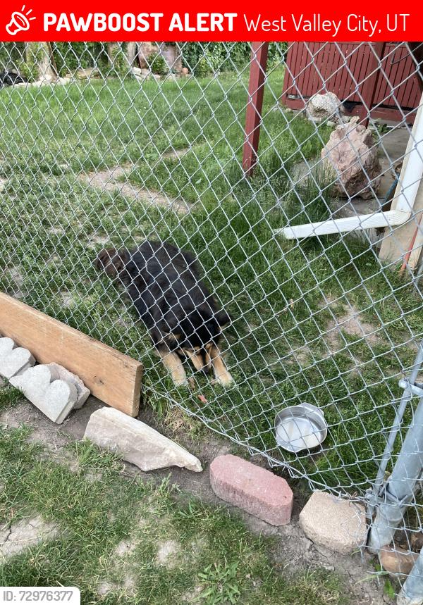 Lost Female Dog last seen Near west 4100 south, West Valley City, UT 84120