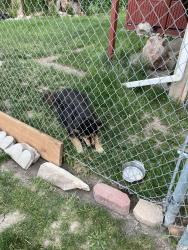 Lost Female Dog last seen Near west 4100 south, West Valley City, UT 84120