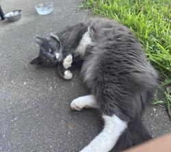 Found/Stray Male Cat last seen Camellia Road and Ridgefield drive , Norfolk, VA 23518