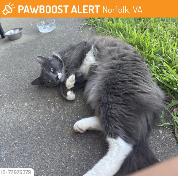 Found/Stray Male Cat last seen Camellia Road and Ridgefield drive , Norfolk, VA 23518