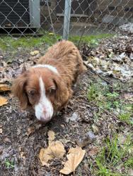 Found/Stray Female Dog last seen E apache st, Tulsa, OK 74106