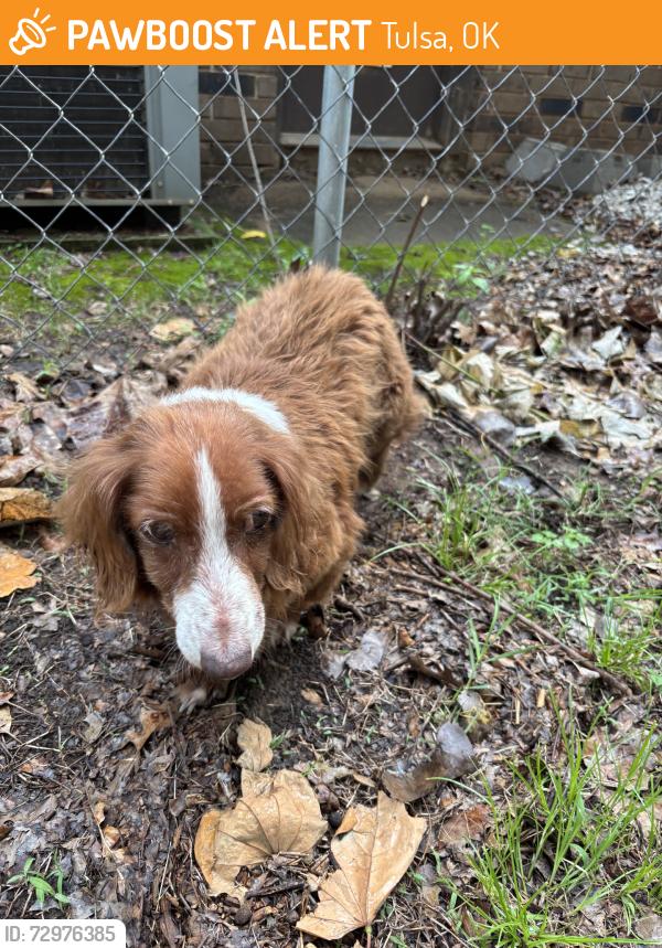 Found/Stray Female Dog last seen E apache st, Tulsa, OK 74106