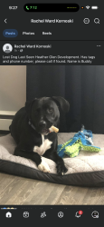 Lost Male Dog last seen Near Mulberry St, Royersford, PA 19468