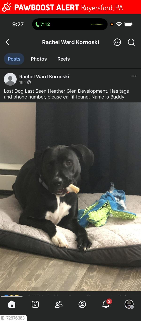 Lost Male Dog last seen Near Mulberry St, Royersford, PA 19468