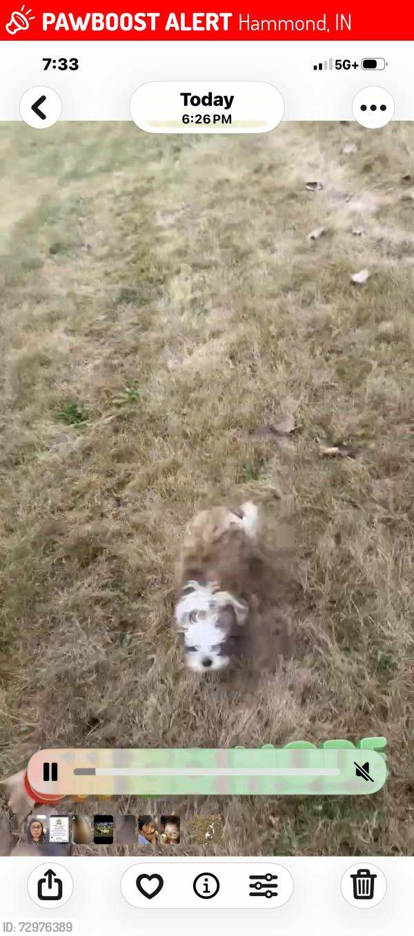 Lost Female Dog last seen Edison elementary, Hammond, IN 46324