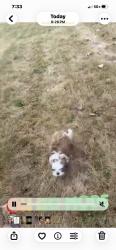 Lost Female Dog last seen Edison elementary, Hammond, IN 46324