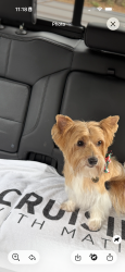 Lost Female Cat last seen Highway 29S, Anderson County, SC 29626