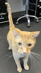 Lost Male Cat last seen 50th street and South Shore Blvd, Wellington, FL 33449