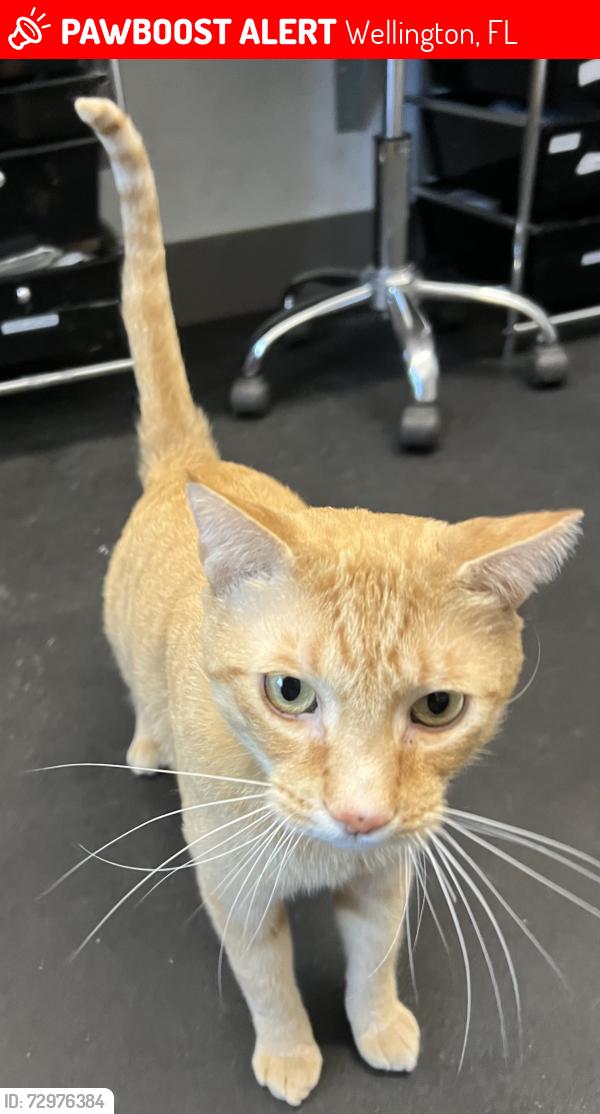 Lost Male Cat last seen 50th street and South Shore Blvd, Wellington, FL 33449