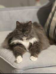Reunited Female Cat last seen Ardith, Orinda, CA 94563