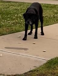 Found/Stray Male Dog last seen By the Oklahoma visitor center, Miami, OK 74354