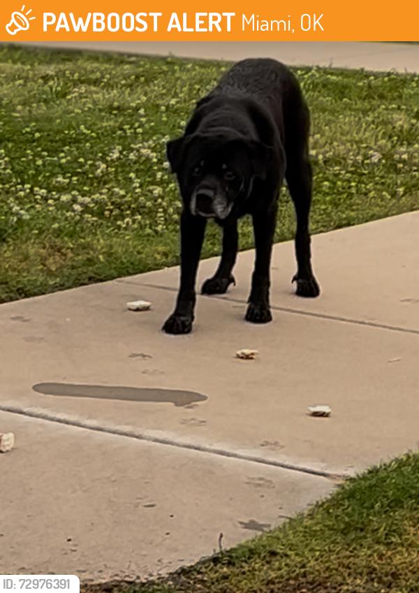 Found/Stray Male Dog last seen By the Oklahoma visitor center, Miami, OK 74354