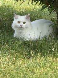 Reunited Unknown Cat last seen Tripp at Cleveland , Skokie, IL 60076