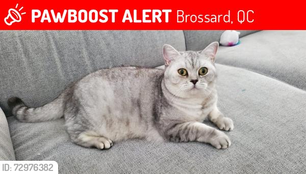 Lost Female Cat last seen Brossard, Av Orient , Brossard, QC 