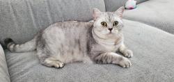 Lost Female Cat last seen Brossard, Av Orient , Brossard, QC 