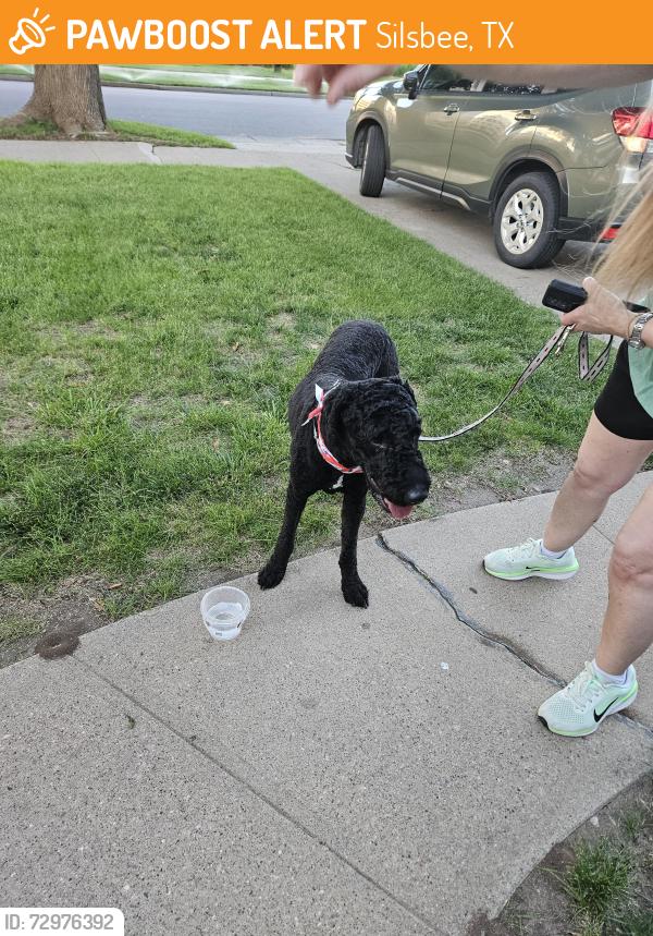 Found/Stray Male Dog last seen 22nd and west ave, Silsbee, TX 77656