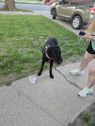 Found/Stray Male Dog last seen 22nd and west ave, Silsbee, TX 77656