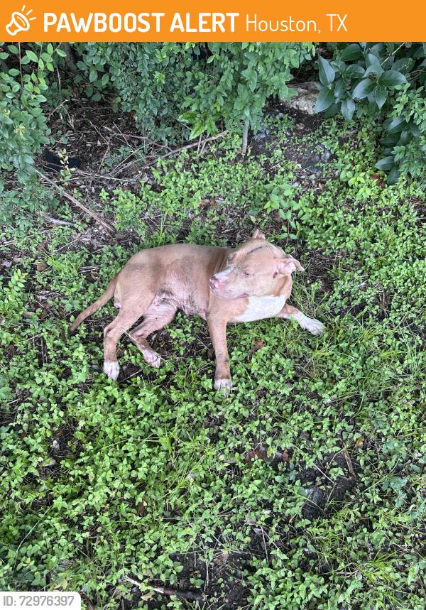 Found/Stray Female Dog last seen Emmott, Houston, TX 77040